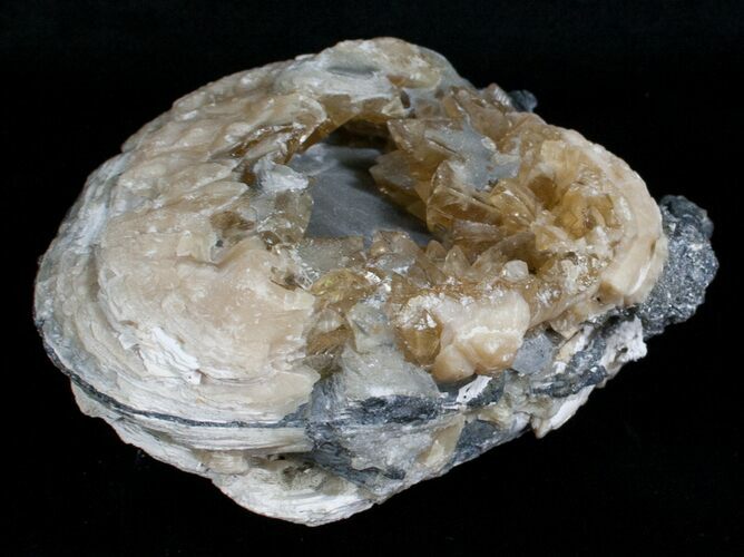 Large Crystal Filled Fossil Clam - Rucks Pit, FL #5537